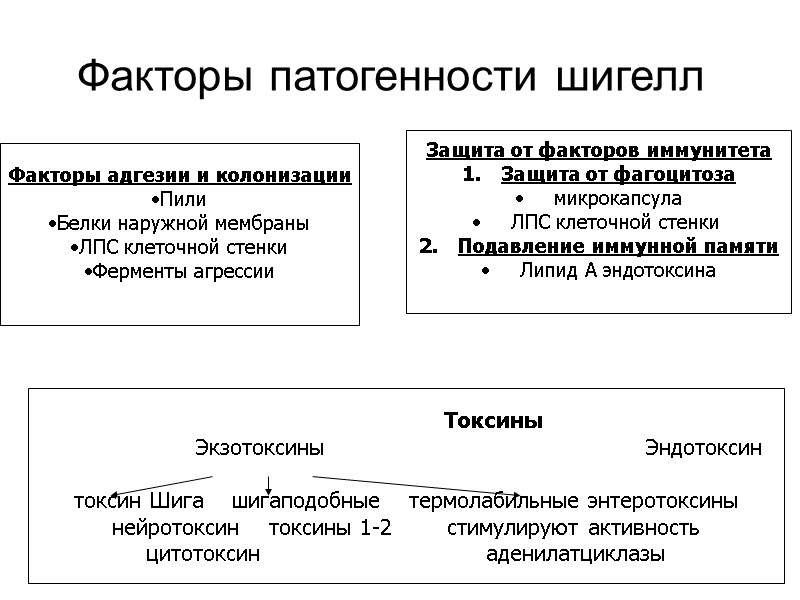 Факторы патогенности шигелл Факторы адгезии и колонизации Пили Белки наружной мембраны ЛПС клеточной стенки